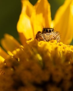 a jumping spider atop a yellow flower