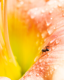 an ant peering into a flower