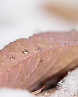 a drop of ice on an autumn leaf
